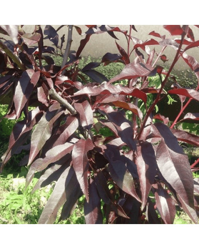 Персик колоновидний ‘Бургунді’|Prunus persica ‘Burgundy’|Персик колоновидный ‘Бургунди’