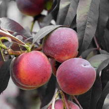 Персик колоновидний ‘Бургунді’|Prunus persica ‘Burgundy’|Персик колоновидный ‘Бургунди’