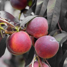 Персик колоновидний ‘Бургунді’|Prunus persica ‘Burgundy’|Персик колоновидный ‘Бургунди’