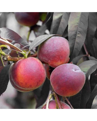 Персик колоновидний ‘Бургунді’|Prunus persica ‘Burgundy’|Персик колоновидный ‘Бургунди’
