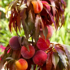 Персик колоновидний ‘Бургунді’|Prunus persica ‘Burgundy’|Персик колоновидный ‘Бургунди’