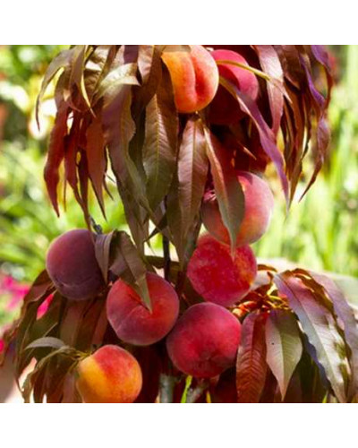 Персик колоновидний ‘Бургунді’|Prunus persica ‘Burgundy’|Персик колоновидный ‘Бургунди’