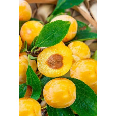 Алича великоплідна ‘Гек’|Prunus cerasifera ‘Gek’|Алыча крупноплодная ‘Гек’
