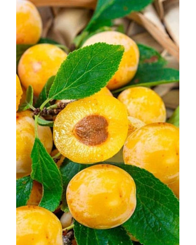 Алича великоплідна ‘Гек’|Prunus cerasifera ‘Gek’|Алыча крупноплодная ‘Гек’