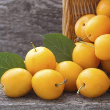 Алича великоплідна ‘Гек’|Prunus cerasifera ‘Gek’|Алыча крупноплодная ‘Гек’