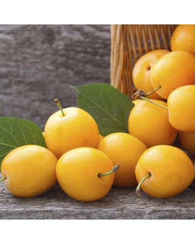 Алича великоплідна ‘Гек’|Prunus cerasifera ‘Gek’|Алыча крупноплодная ‘Гек’