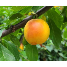 Алича великоплідна ‘Гек’|Prunus cerasifera ‘Gek’|Алыча крупноплодная ‘Гек’