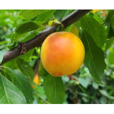 Алича великоплідна ‘Гек’|Prunus cerasifera ‘Gek’|Алыча крупноплодная ‘Гек’