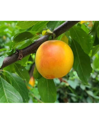 Алича великоплідна ‘Гек’|Prunus cerasifera ‘Gek’|Алыча крупноплодная ‘Гек’