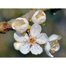 Алича великоплідна ‘Гек’|Prunus cerasifera ‘Gek’|Алыча крупноплодная ‘Гек’