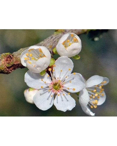 Алича великоплідна ‘Гек’|Prunus cerasifera ‘Gek’|Алыча крупноплодная ‘Гек’