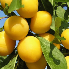 Алича великоплідна ‘Гек’|Prunus cerasifera ‘Gek’|Алыча крупноплодная ‘Гек’
