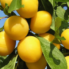 Алича великоплідна ‘Гек’|Prunus cerasifera ‘Gek’|Алыча крупноплодная ‘Гек’