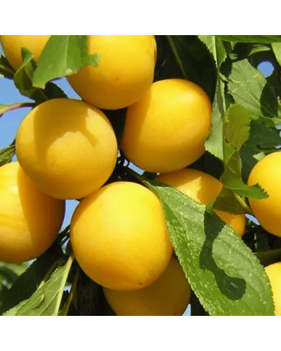 Алича великоплідна ‘Гек’|Prunus cerasifera ‘Gek’|Алыча крупноплодная ‘Гек’