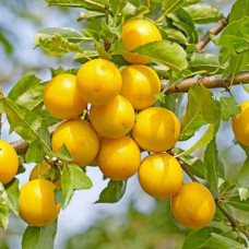 Алича великоплідна ‘Гек’|Prunus cerasifera ‘Gek’|Алыча крупноплодная ‘Гек’