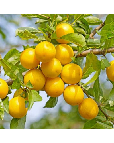 Алича великоплідна ‘Гек’|Prunus cerasifera ‘Gek’|Алыча крупноплодная ‘Гек’