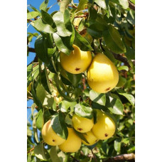 Груша звичайна Лимонка | Груша обыкновенная Лимонка | Pyrus communis Limonka