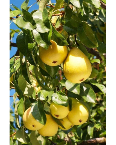 Груша звичайна Лимонка | Груша обыкновенная Лимонка | Pyrus communis Limonka
