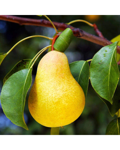 Груша звичайна Лимонка | Груша обыкновенная Лимонка | Pyrus communis Limonka