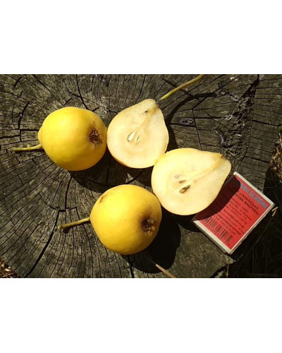 Груша звичайна Лимонка | Груша обыкновенная Лимонка | Pyrus communis Limonka