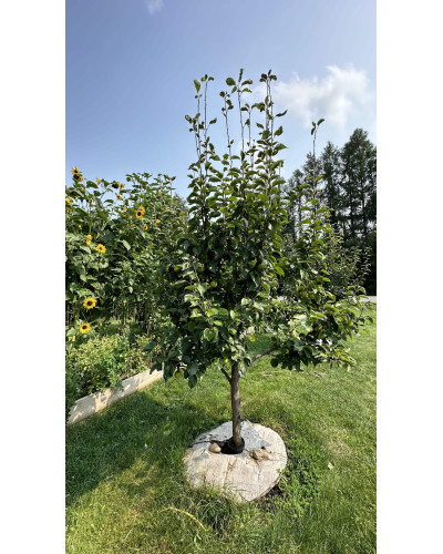 Груша звичайна Лимонка | Груша обыкновенная Лимонка | Pyrus communis Limonka