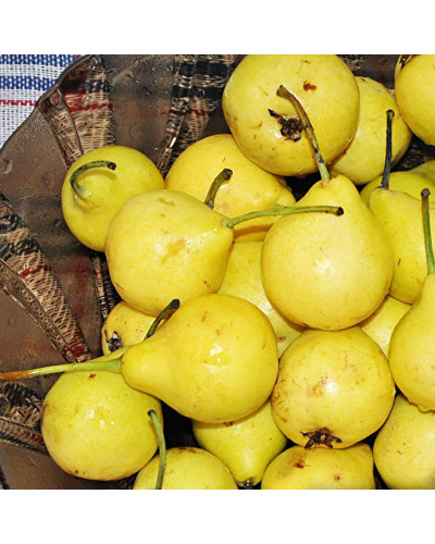 Груша звичайна Лимонка | Груша обыкновенная Лимонка | Pyrus communis Limonka