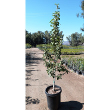 Груша звичайна Лимонка | Груша обыкновенная Лимонка | Pyrus communis Limonka