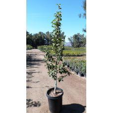 Груша звичайна Лимонка | Груша обыкновенная Лимонка | Pyrus communis Limonka