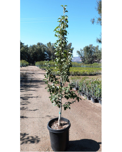 Груша звичайна Лимонка | Груша обыкновенная Лимонка | Pyrus communis Limonka