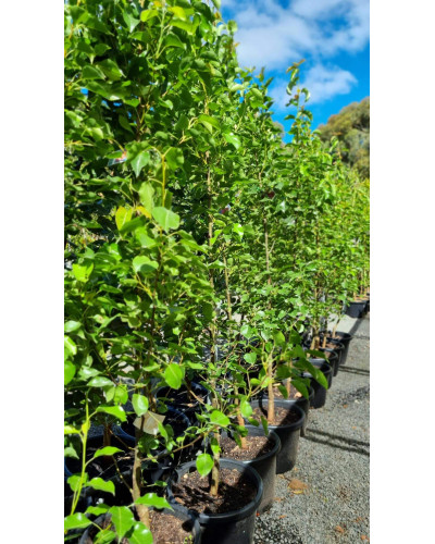 Груша звичайна Лимонка | Груша обыкновенная Лимонка | Pyrus communis Limonka