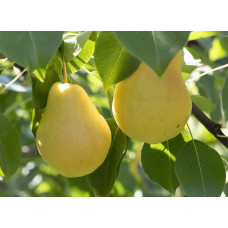 Груша звичайна Лимонка | Груша обыкновенная Лимонка | Pyrus communis Limonka