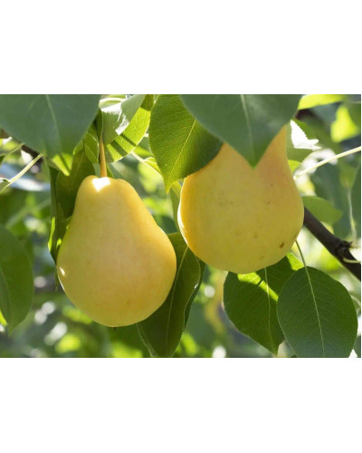 Груша звичайна Лимонка | Груша обыкновенная Лимонка | Pyrus communis Limonka