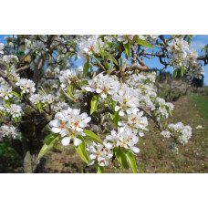 Груша звичайна Лимонка | Груша обыкновенная Лимонка | Pyrus communis Limonka