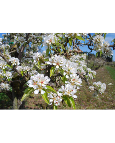 Груша звичайна Лимонка | Груша обыкновенная Лимонка | Pyrus communis Limonka