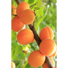 Абрикос Шедевр (ранній) | Абрикос Шедевр (ранний) | Prunus armeniaca Shedevr