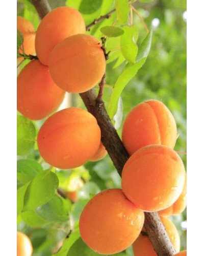 Абрикос Шедевр (ранній) | Абрикос Шедевр (ранний) | Prunus armeniaca Shedevr