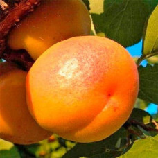 Абрикос Шедевр (ранній) | Абрикос Шедевр (ранний) | Prunus armeniaca Shedevr