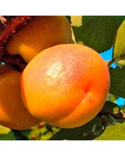 Абрикос Шедевр (ранній) | Абрикос Шедевр (ранний) | Prunus armeniaca Shedevr