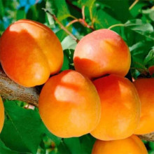 Абрикос Шедевр (ранній) | Абрикос Шедевр (ранний) | Prunus armeniaca Shedevr