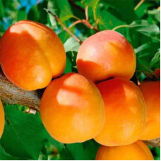 Абрикос Шедевр (ранній) | Абрикос Шедевр (ранний) | Prunus armeniaca Shedevr