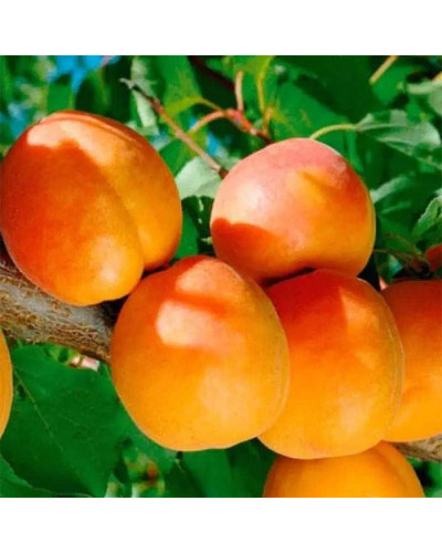 Абрикос Шедевр (ранній) | Абрикос Шедевр (ранний) | Prunus armeniaca Shedevr