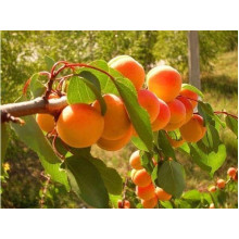 Абрикос Шедевр (ранній) | Абрикос Шедевр (ранний) | Prunus armeniaca Shedevr