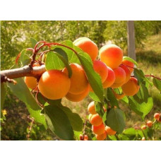 Абрикос Шедевр (ранній) | Абрикос Шедевр (ранний) | Prunus armeniaca Shedevr