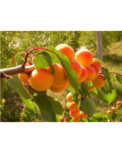 Абрикос Шедевр (ранній) | Абрикос Шедевр (ранний) | Prunus armeniaca Shedevr