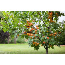 Абрикос Шедевр (ранній) | Абрикос Шедевр (ранний) | Prunus armeniaca Shedevr