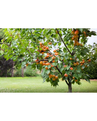 Абрикос Шедевр (ранній) | Абрикос Шедевр (ранний) | Prunus armeniaca Shedevr