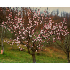 Абрикос Шедевр (ранній) | Абрикос Шедевр (ранний) | Prunus armeniaca Shedevr