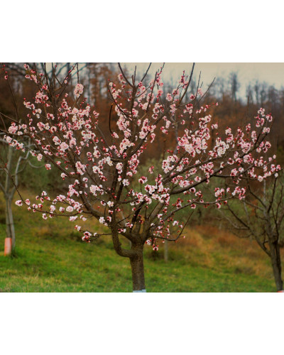 Абрикос Шедевр (ранній) | Абрикос Шедевр (ранний) | Prunus armeniaca Shedevr