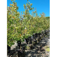 Абрикос Шедевр (ранній) | Абрикос Шедевр (ранний) | Prunus armeniaca Shedevr