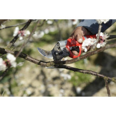 Абрикос Шедевр (ранній) | Абрикос Шедевр (ранний) | Prunus armeniaca Shedevr